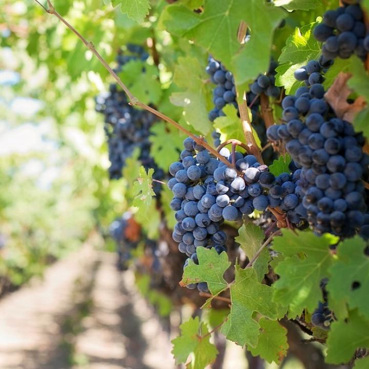 Traducción vitivinícola y enológica EN-ES